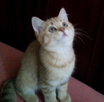 Шотландские котята в Москве