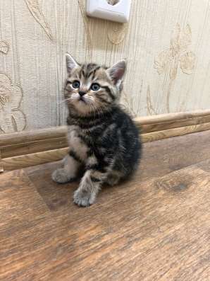 Британские котята