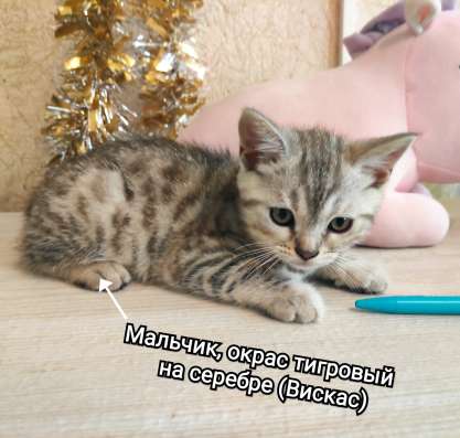 Шотландские котята в Москве фото 6