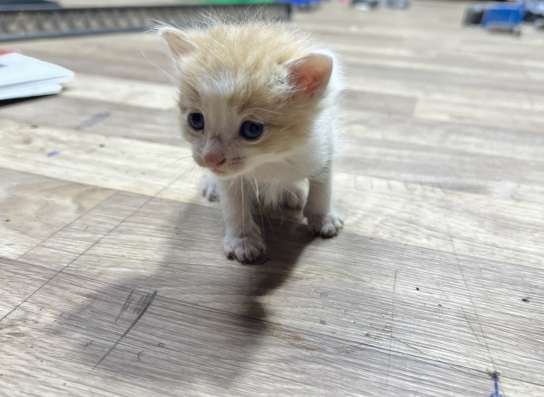 Милые котята в добрые руки! в Саратове фото 7