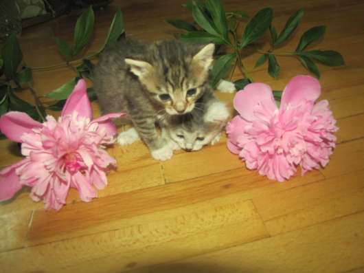 Котята ищут свои дома фото 3