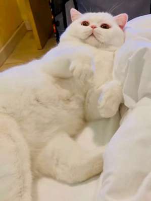 Продаётся шотландский котик в Серпухове фото 5
