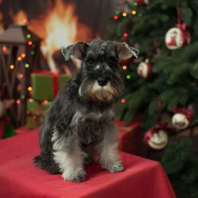Щенок цвергшнауцер