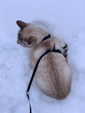 Отдам бесплатно кошек в Ногинске
