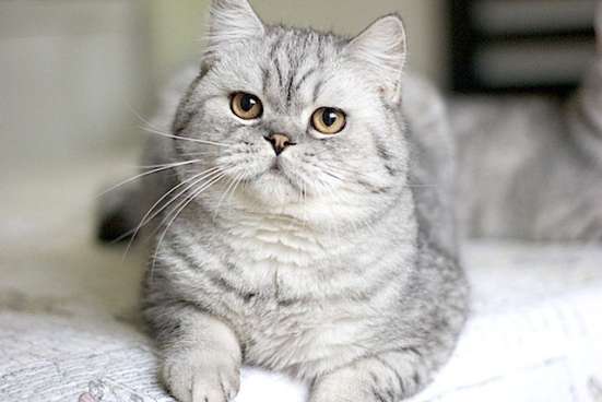 Пятнистый шотландский котик