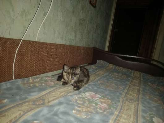 Отдам даром [Кошка]