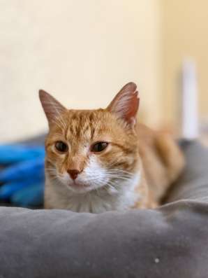 Котенок в добрые руки в Уфе фото 3