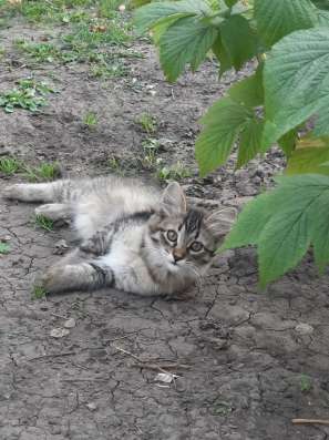 Котята, 3 месяца