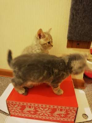 Котята Шотландские! в Балашихе