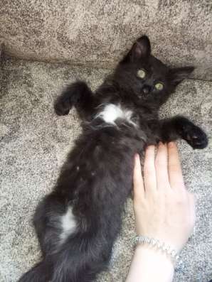 Отдам котёнка в добрые руки в Красноярске