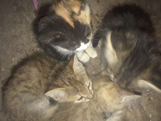 Котята бесплатно на выбор