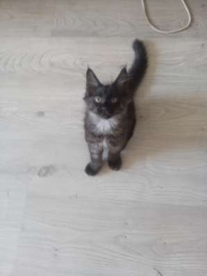Продажа котят Мейн кун фото 3