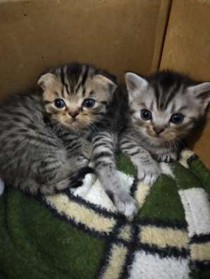 Шотландские котята фото 38