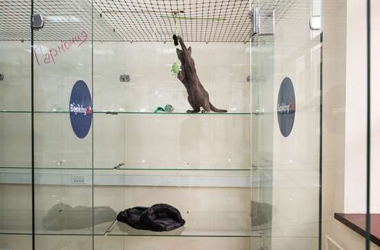 Гостиница для кошек BookingCat в Санкт-Петербурге фото 4