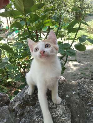 Отдам котят в хорошие руки фото 4