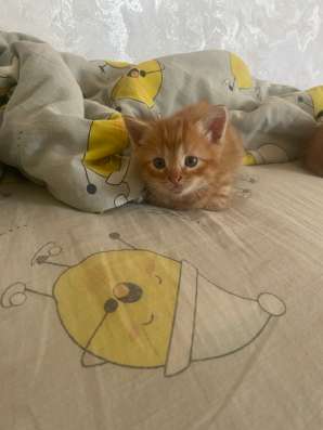 Котята в Орске фото 3