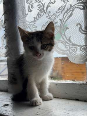 Котята в Йошкар-Оле фото 3