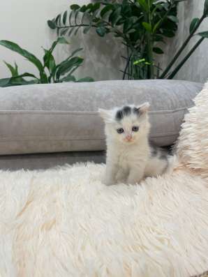 Отдаем котёнка в добрые руки