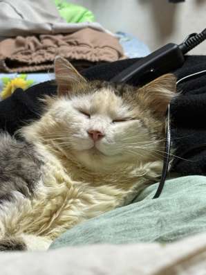 Котик