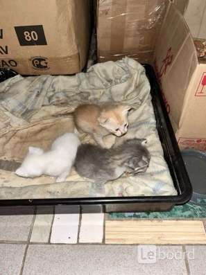 Котята в добрые руки
