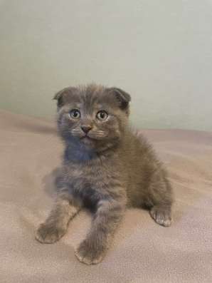 Котята скоттиш фолд и страйт в Якутске фото 6