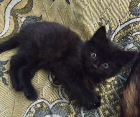 Отдам котят