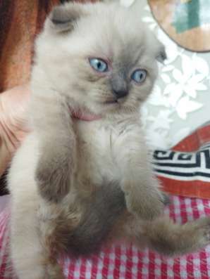 Scottish fold. male, Scottish strait female. Document фото 8