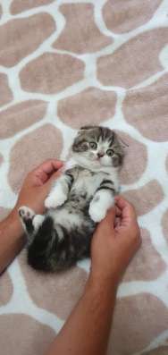 Шотландские котята фото 6