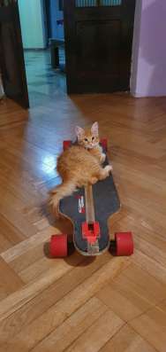 Мейн кун котята фото 10