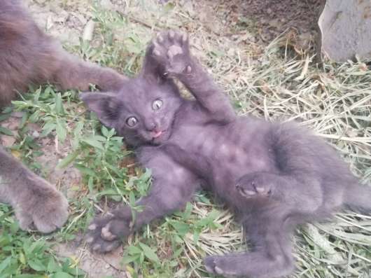 Отдам котят
