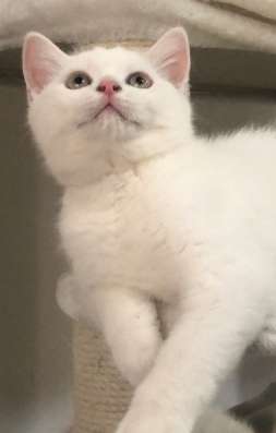 Продается белый британский котёнок