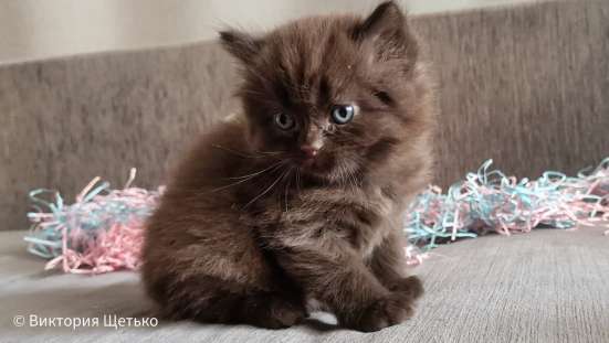 Шотландские котята фото 7