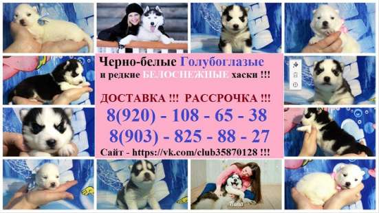 Клёвых хаски разных окрасов продам