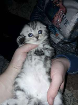 Шотландские вислоушки