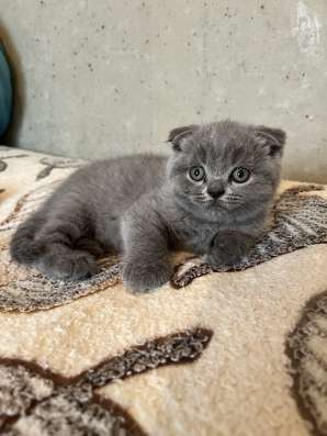 Шотландские котята фото 3