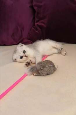 Котенок Шотландец вислоухий девочка