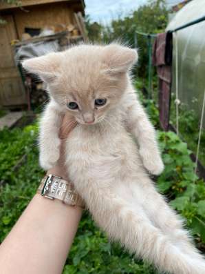 Котята 3 штуки, вислоухие в Казани фото 5