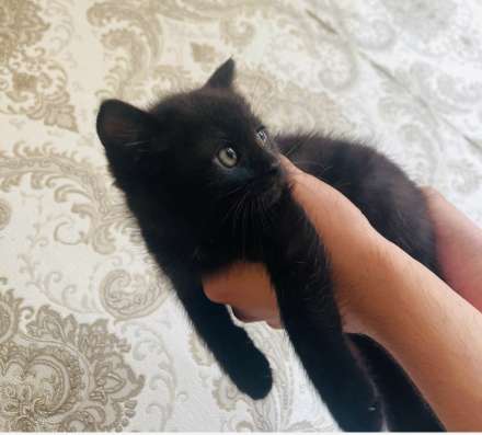 Британские котята