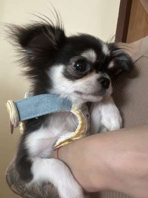 Щенок чихуахуа мальчик 4 месяца