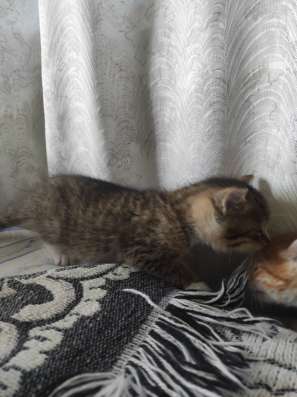 Здравствуйте. Срочно!!! Котята даром фото 4