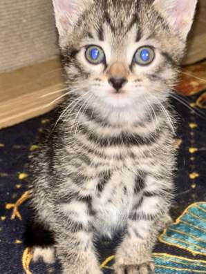 Котенок в добрые руки
