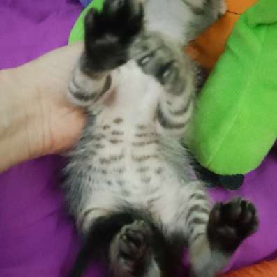 Котенок Цезарь в Волгодонске