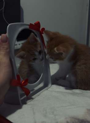 Отдам рыжего котенка ?‍⬛ в Воронеже