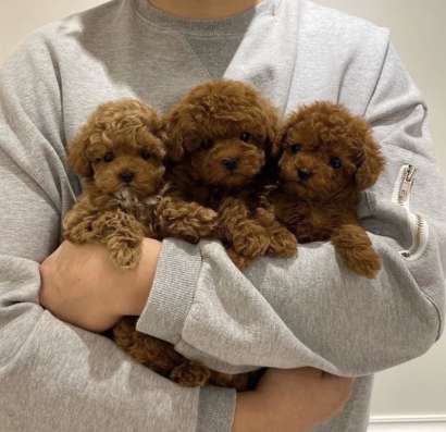 Сладкие булочки пуделя. Poodle