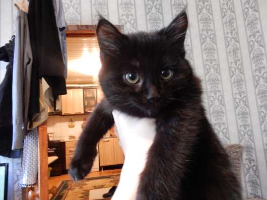 Шикарный котенок фото 4