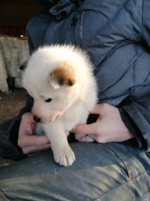 Западной сибирская лайка