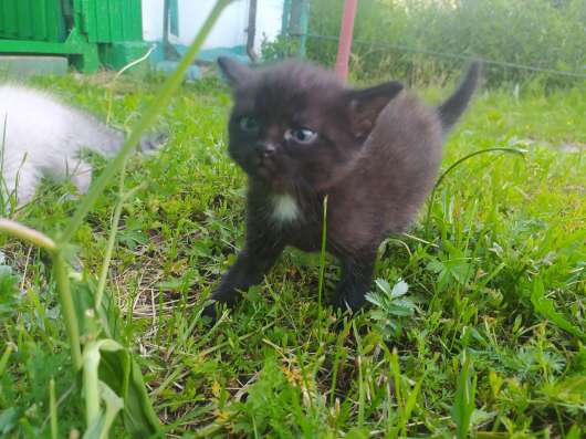 Отдам даром двух котят в Красноуфимске фото 4