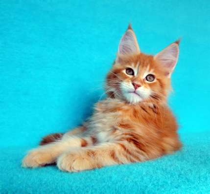 Котики мей-кун из питомника в Владимире фото 28