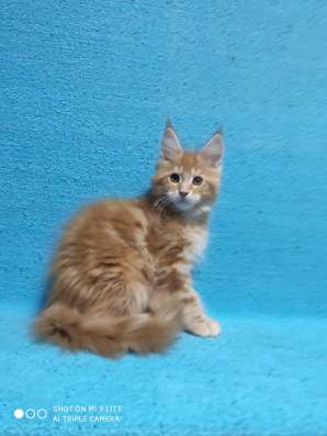Котики мей-кун из питомника в Владимире фото 24