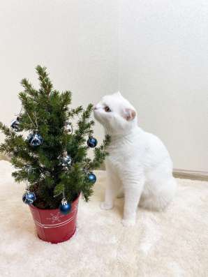 Шотландские котята в Домодедове фото 3